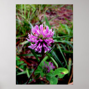 Purple Flower Poster