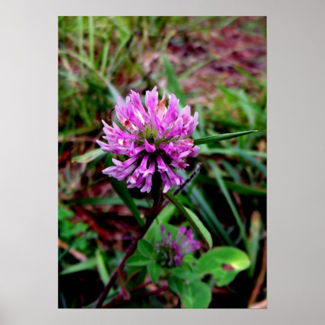 Purple Flower Poster (Front)