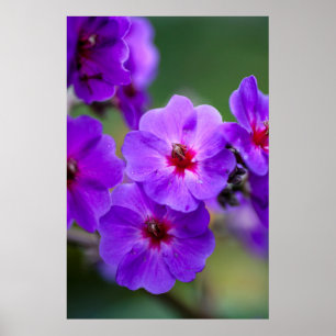 Purple flower poster
