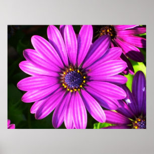 Purple Flower Poster