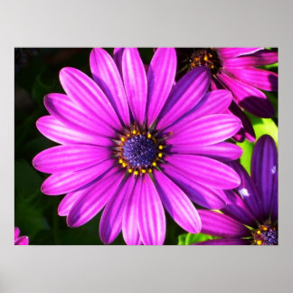 Purple Flower Poster