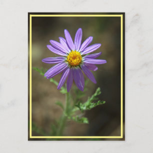 purple flower power postcard