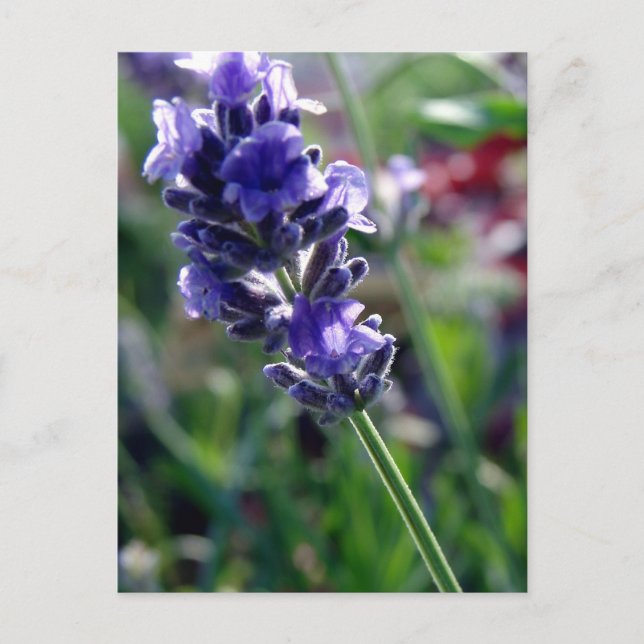 Purple Flower Spike Postcard (Front)