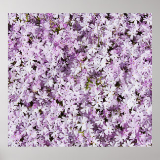 Purple flower, summer freshness backdrop. poster