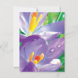 Purple Flower With Dew Elegant Nature Postcard