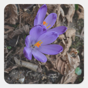 Purple flowering Woodland Crocus Square Sticker
