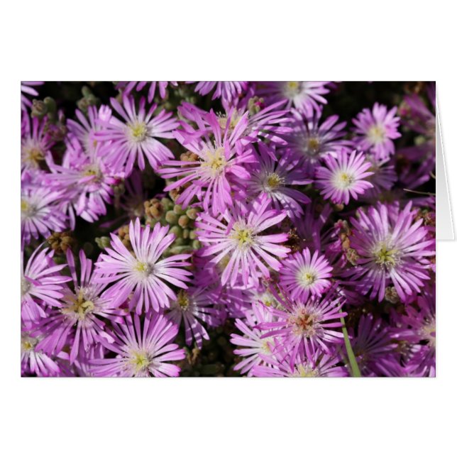 Purple Flowers Blank Card (Front Horizontal)