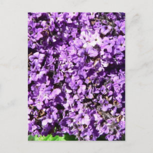 Purple Flowers Bush Postcard