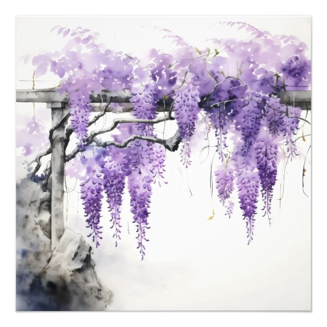 Purple Flowers Colour Wisteria Photo Print (Front)