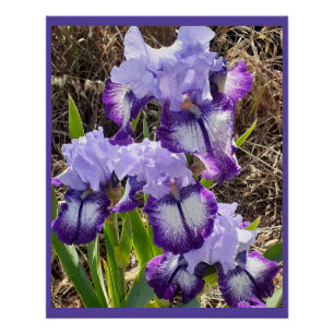 Purple Flowers Floral Iris Irises Mothers Day Card Poster
