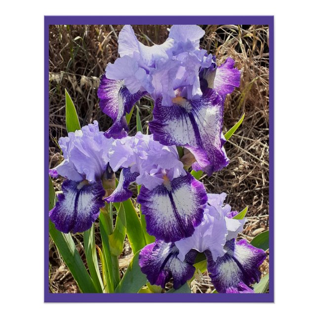 Purple Flowers Floral Iris Irises Mothers Day Card Poster (Front)