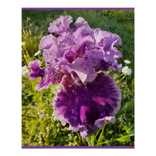 Purple Flowers Floral Iris Irises Mothers Day Card Poster (Front)