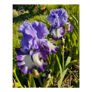 Purple Flowers Floral Iris Irises Mothers Day Poster