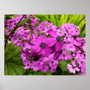 Purple Flowers from San Francisco Poster