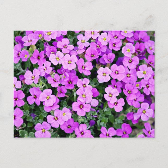 Purple Flowers Garden-22195 Postcard (Front)