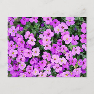 Purple Flowers Garden  Postcard