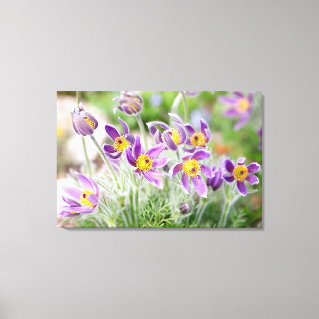 Purple Flowers in the Sun Canvas Print (Front)