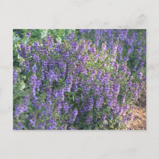 Purple Flowers in the Sunlight Postcard