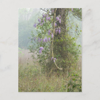 Purple flowers in woodland postcard