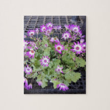 Purple Flowers