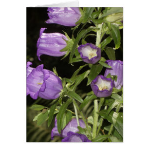 Purple flowers of Giverny