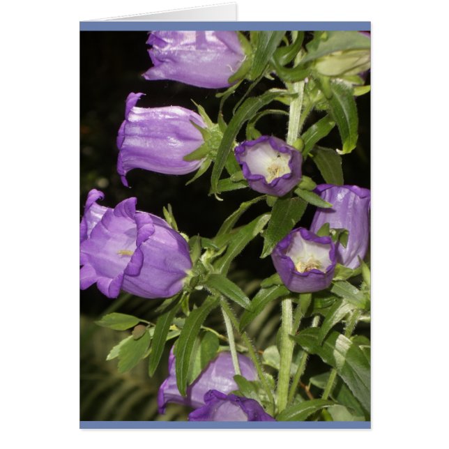 Purple flowers of Giverny (Front)