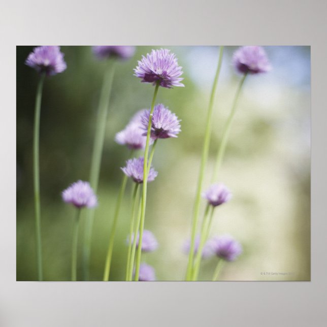 Purple flowers of the common garden herb growing poster (Front)