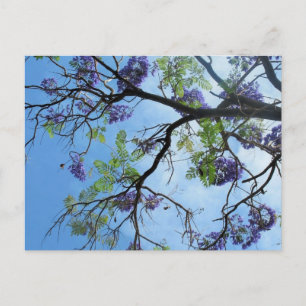 Purple Flowers On Tree Branches Postcard