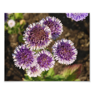Purple Flowers Photo Kodak Photo Paper Print