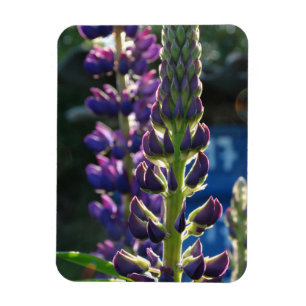Purple flowers  Photo Magnet