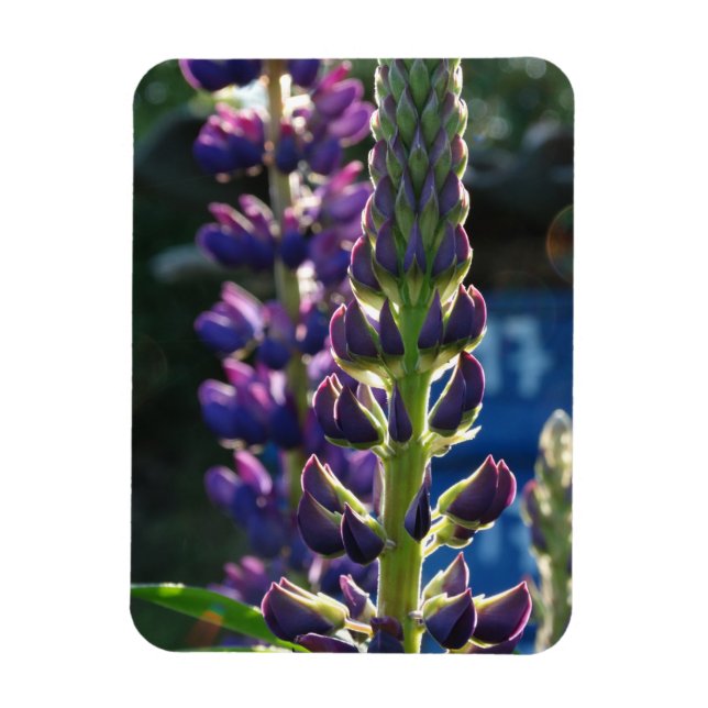 Purple flowers  Photo Magnet (Vertical)