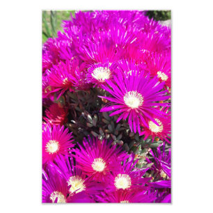Purple Flowers Photo Print