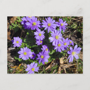 Purple flowers postcard