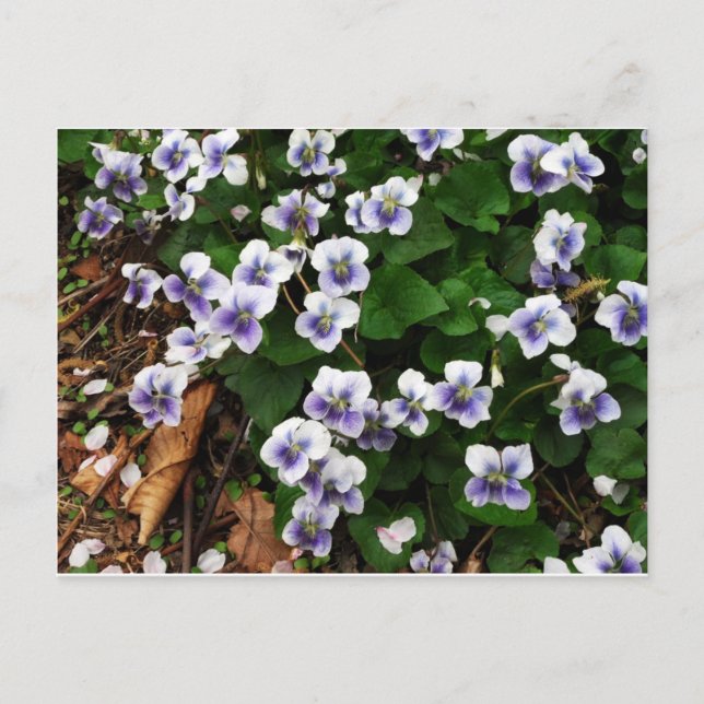 Purple flowers postcard (Front)