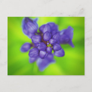 purple flowers postcard