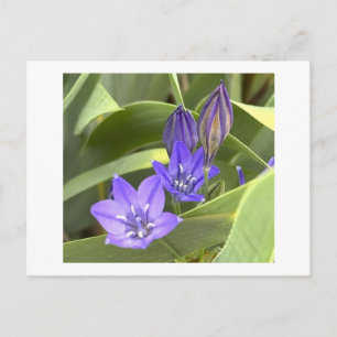 Purple Flowers Postcard