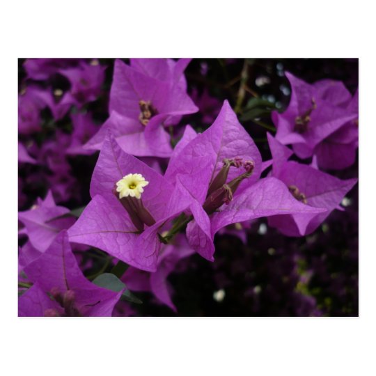 Purple flowers | Postcard