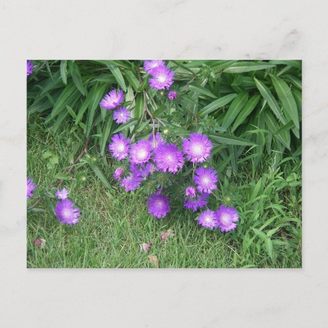 Purple Flowers Postcard (Front)