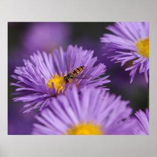 Purple Flowers Poster