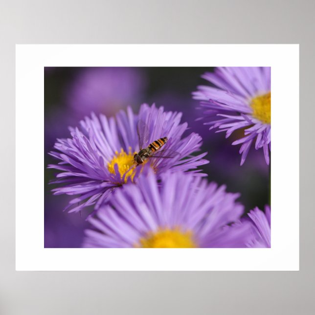 Purple Flowers Poster (Front)