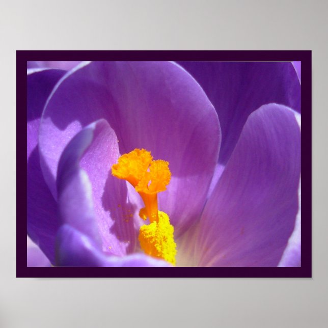 Purple Flowers Print Blue Crocus Poster Decor (Front)