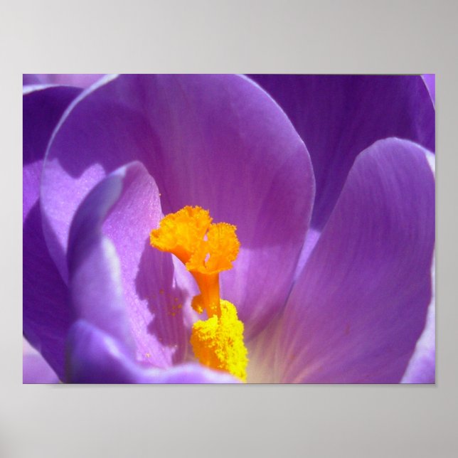 Purple Flowers Print Blue Crocus Print Decor (Front)