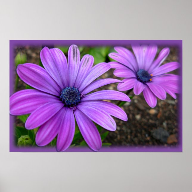 Purple Flowers Print Blue Daisies Art Poster (Front)
