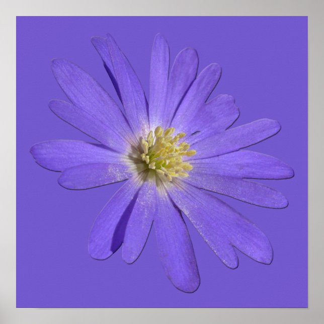 Purple Flowers Print Blue Daisies Art Poster (Front)