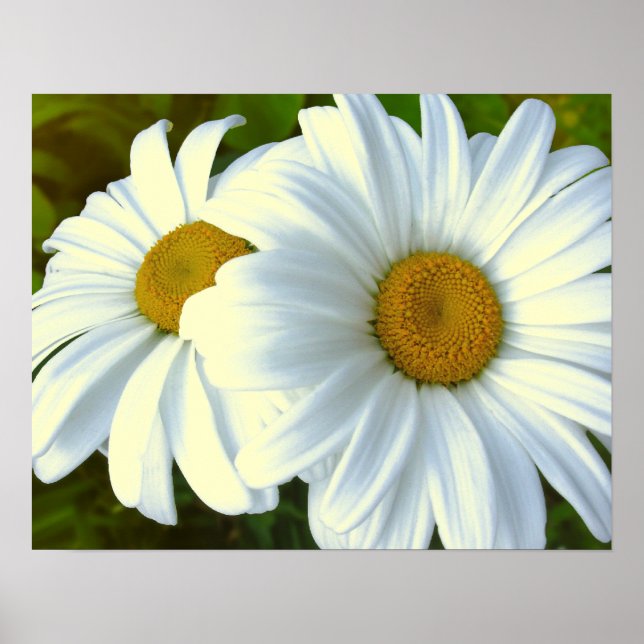 Purple Flowers Print Classic Daisies Poster Print (Front)