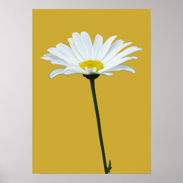 Purple Flowers Print Classic Daisies Poster Print (Front)
