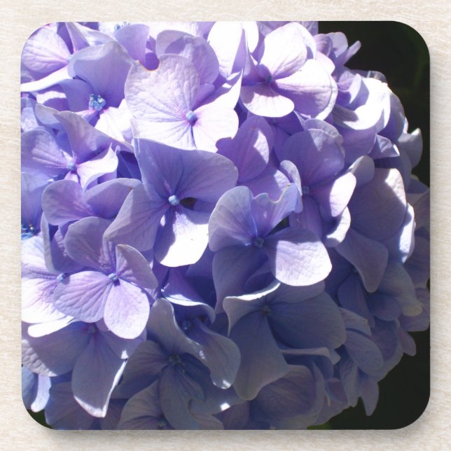 Purple flowers purple floral purple hydrageas coaster (Front)