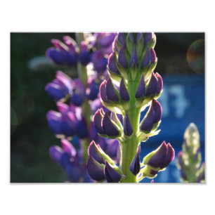 Purple Flowers Spring Photo Print