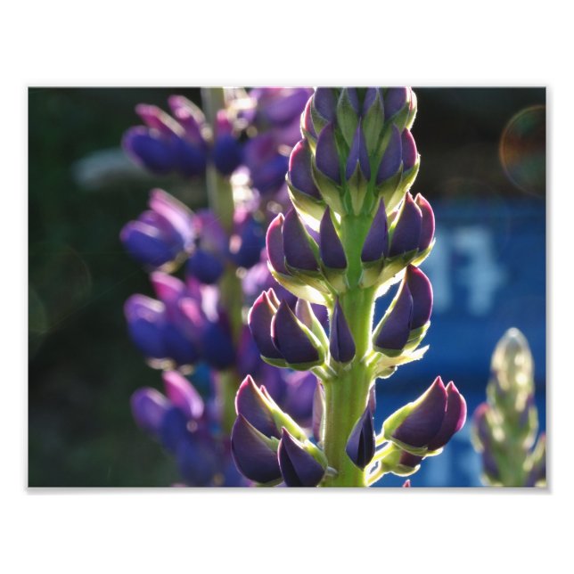 Purple Flowers Spring Photo  Print (Front)