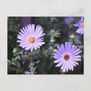 Purple Flowers Summer Nature Photography Floral Postcard